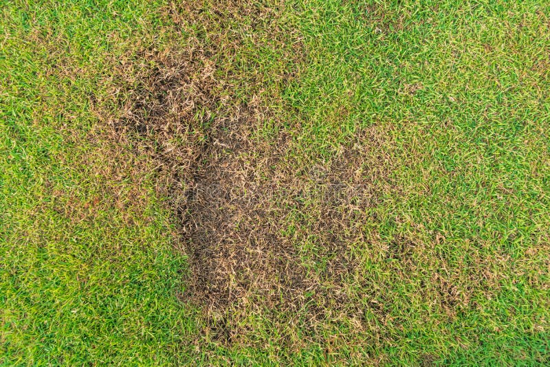 Why is the Grass Above My Septic Tank Dead?