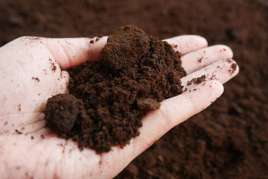 Are Coffee Grounds Harmful to Septic Systems?